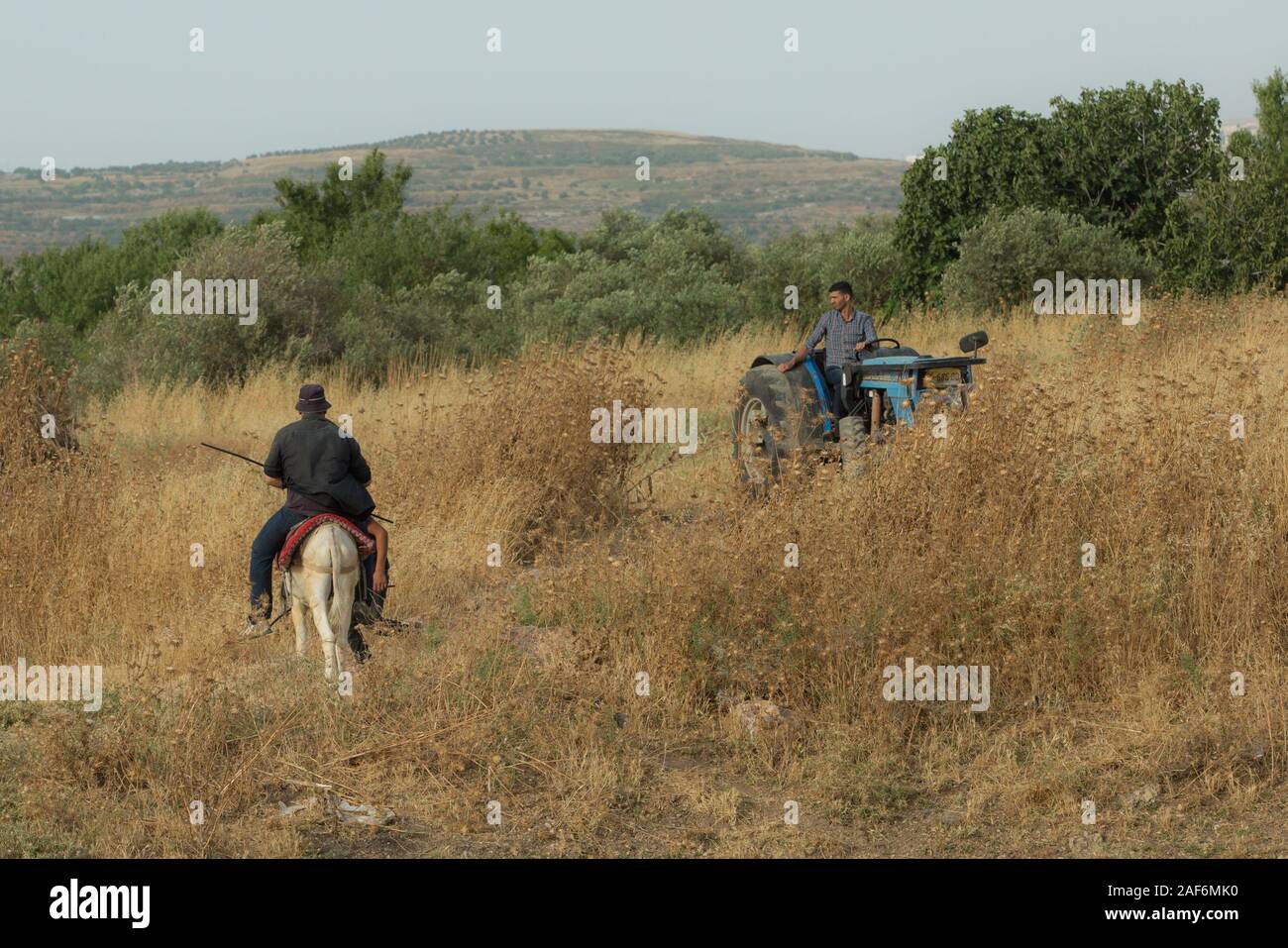 Palestinesi residenti in un campo sassoso infestati da erbacce di secco e spine fotografato in Cisgiordania vicino Gidi Junction Palestina / Israele Foto Stock