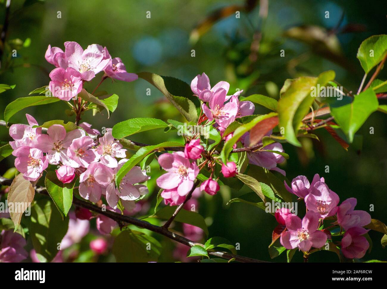 Fiori di colore rosa del ramo in fiore del melo, molla foto a tema Foto Stock