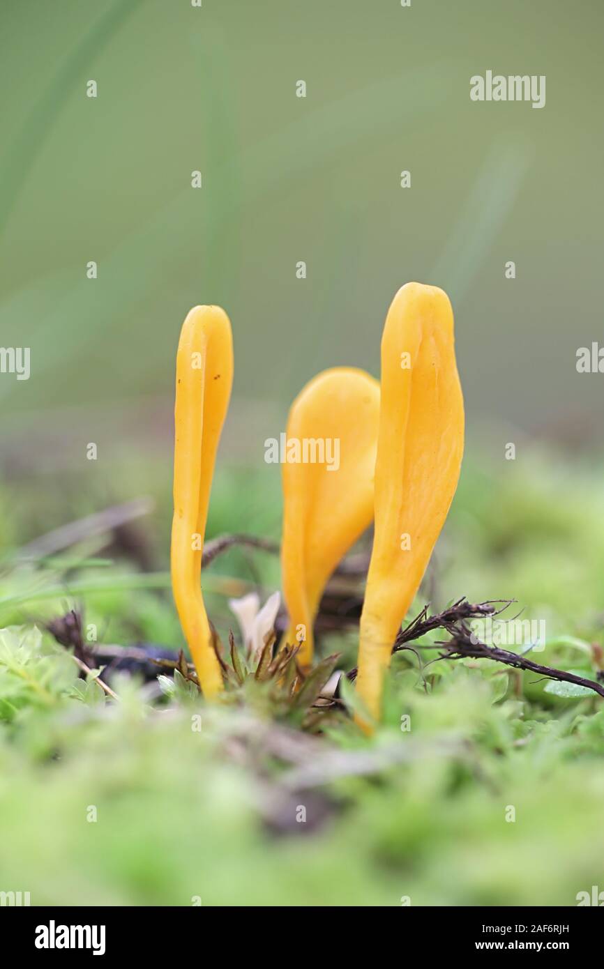 Clavulinopsis luteoalba, noto come Club di albicocca, wild coral fungo dalla Finlandia Foto Stock