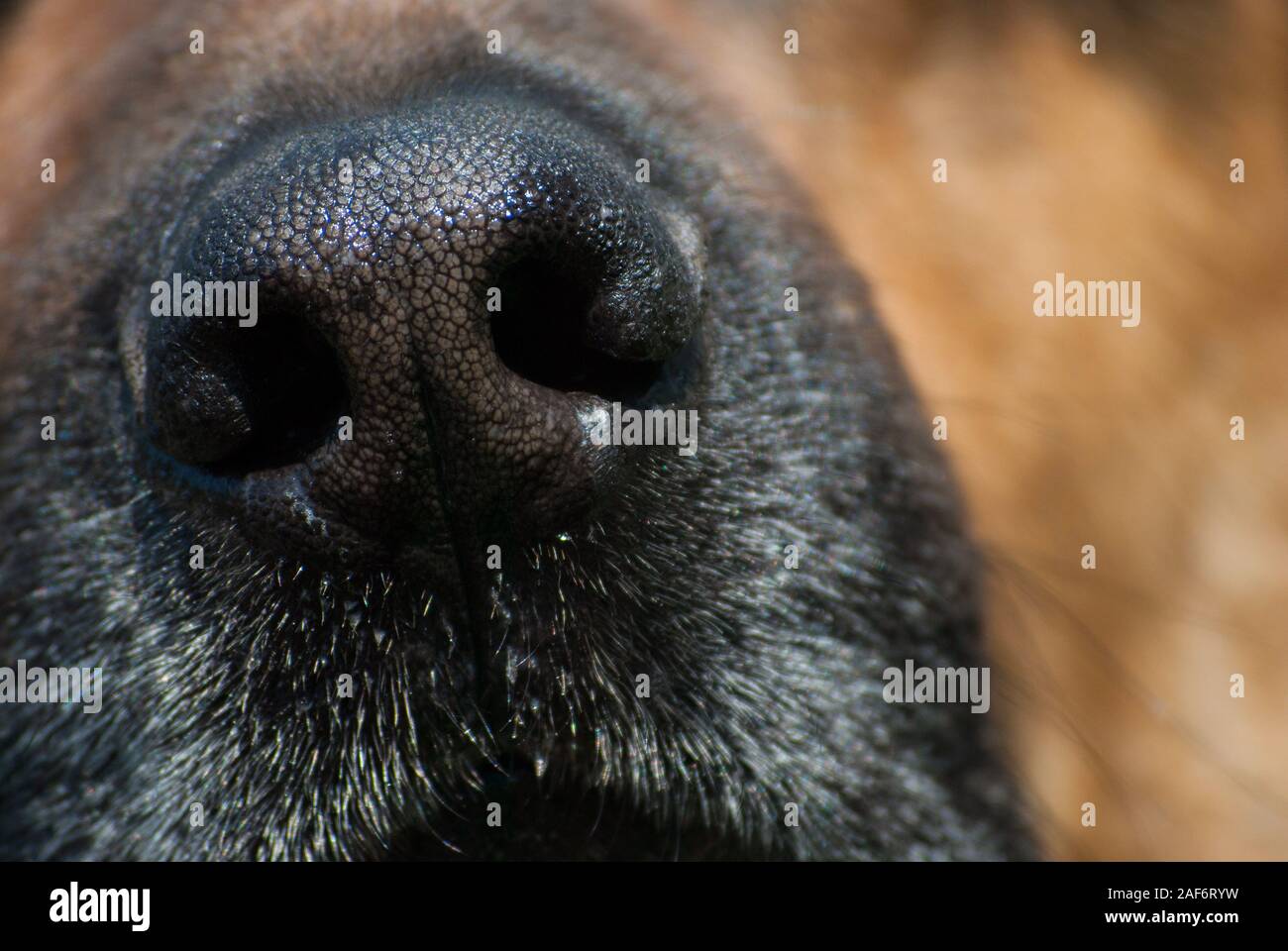 Immagine ravvicinata del cane naso Foto Stock