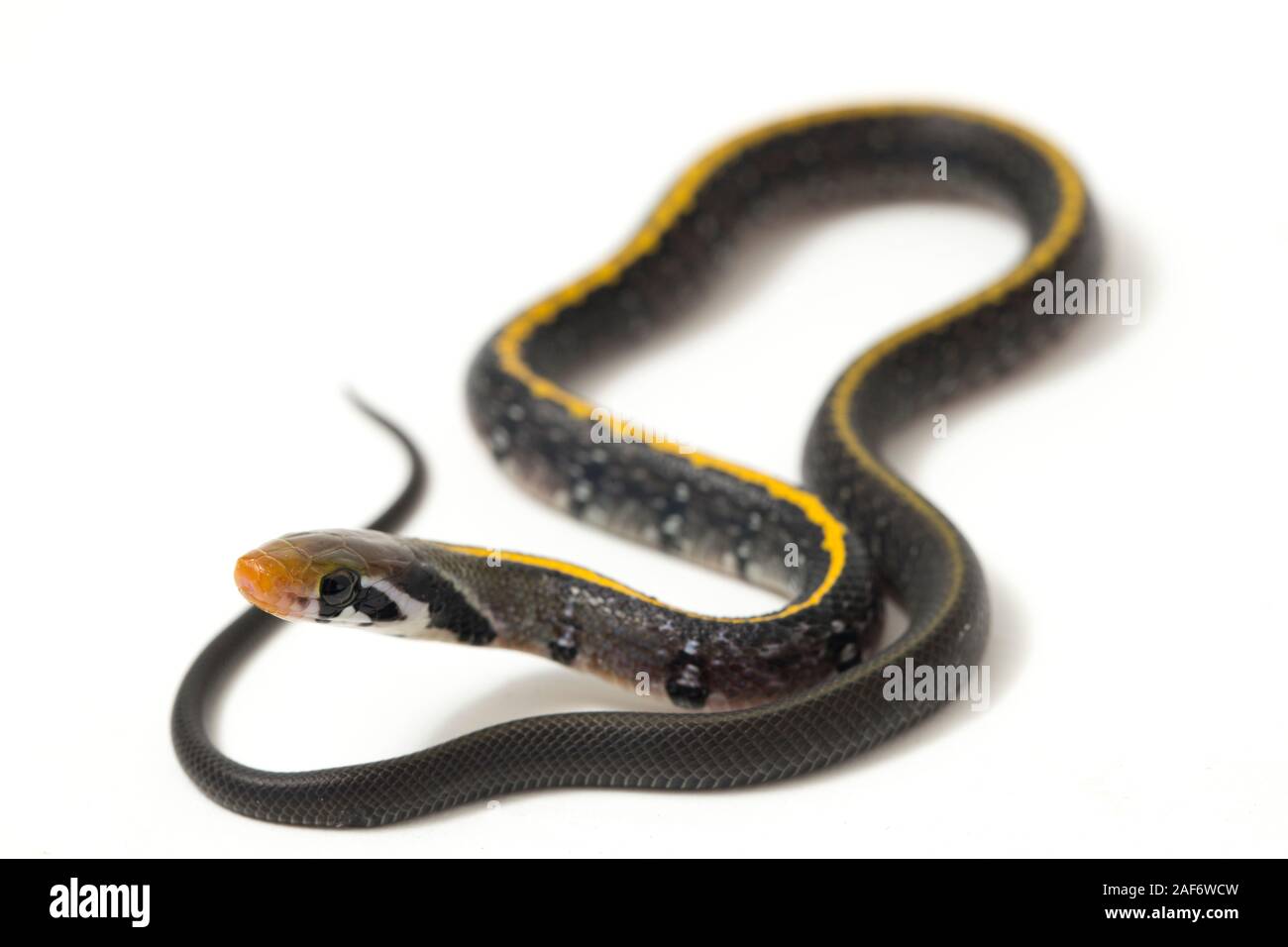 Coelognathus flavolineatus, il rame nero biacco o giallo serpente striato, isolato su sfondo bianco Foto Stock