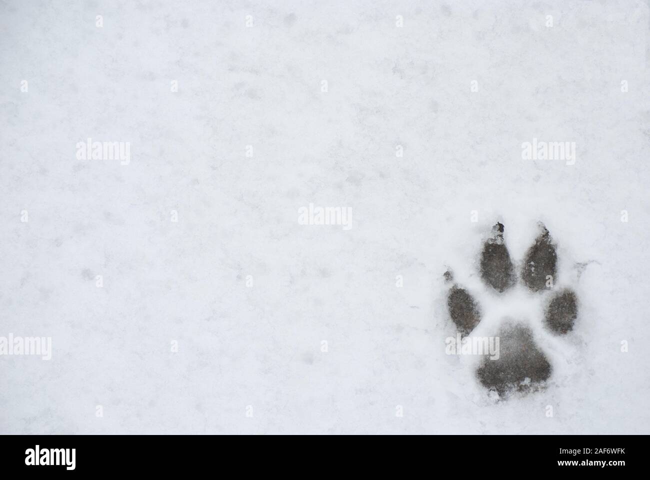 Dog foot print in una neve, foto per sfondi Foto Stock