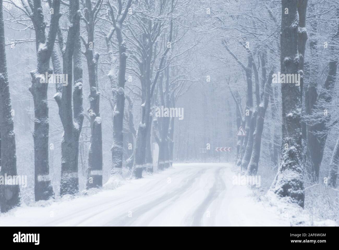 Inverno coperti di neve strada tra alberi secolari in Europa, Kaliningrad, Russia Foto Stock