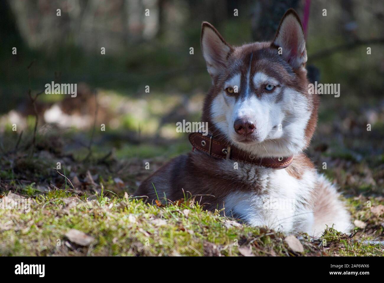 Marrone e bianco di cani husky è disteso e gazy staring Foto Stock
