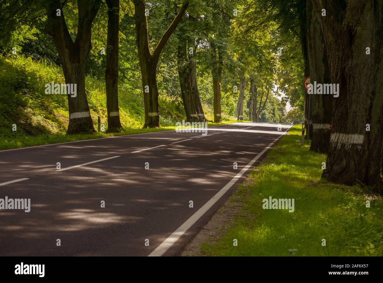 Una strada panoramica tra alberi in Europa, Regione di Kaliningrad, Russia Foto Stock