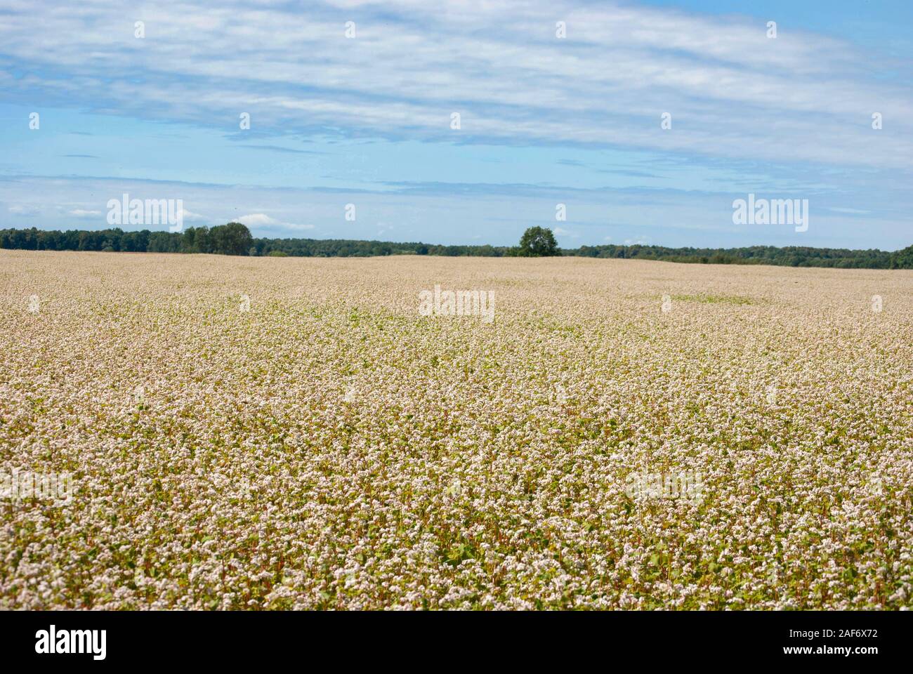 Il campo della fioritura del grano saraceno in Europa, la regione di Kaliningrad, Russia Foto Stock