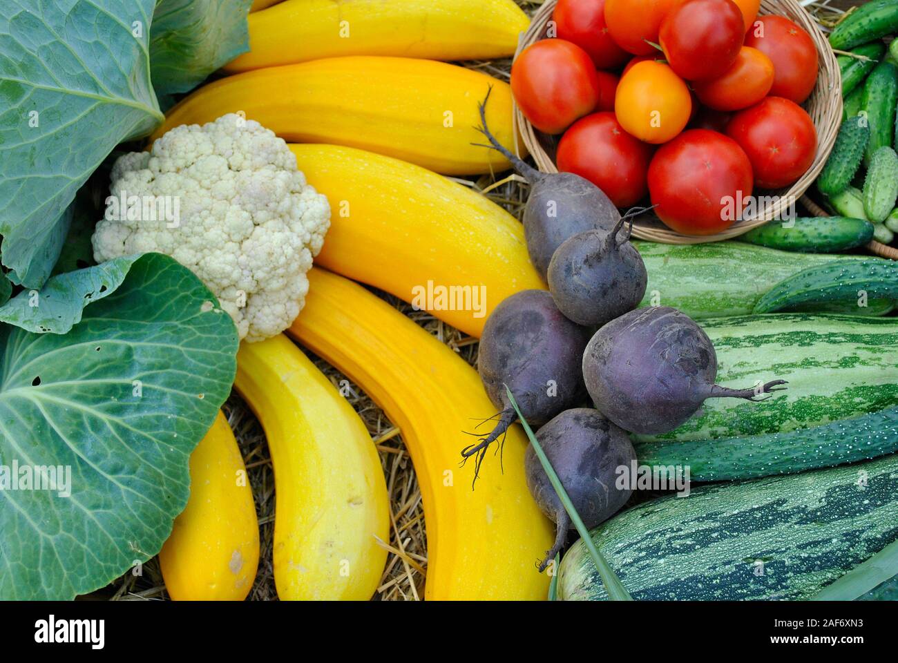 Raccolto autunnale, Orizzontale foto colorate, Verdure sfondo con pomodori, cavolfiore, zucchine e Potenzia Foto Stock