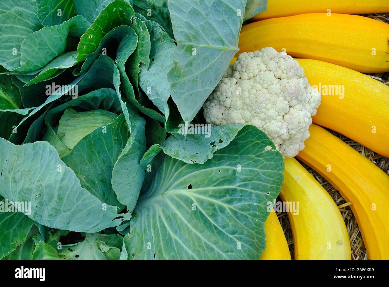 Raccolto autunnale, Orizzontale foto colorate, Verdure Sfondo giallo con zucchine, cavolo e cavolfiore Foto Stock