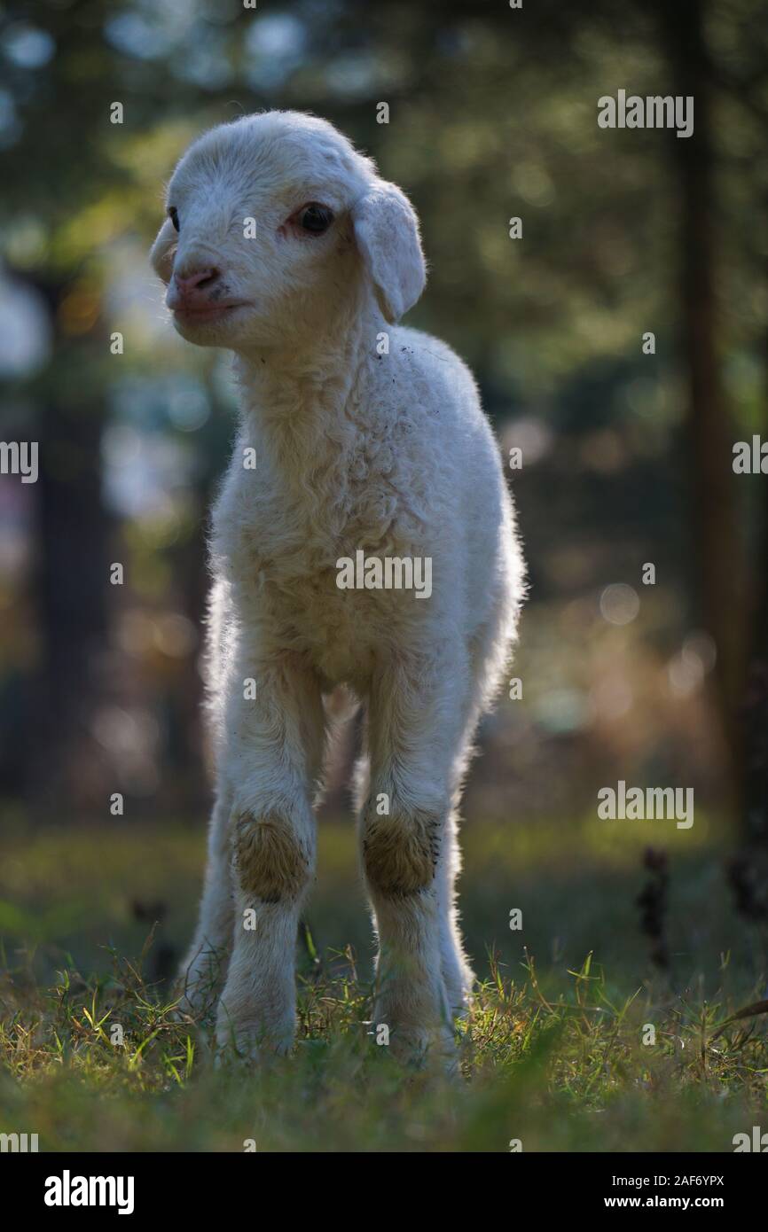 Carino abbacchio standind in un campo Foto Stock