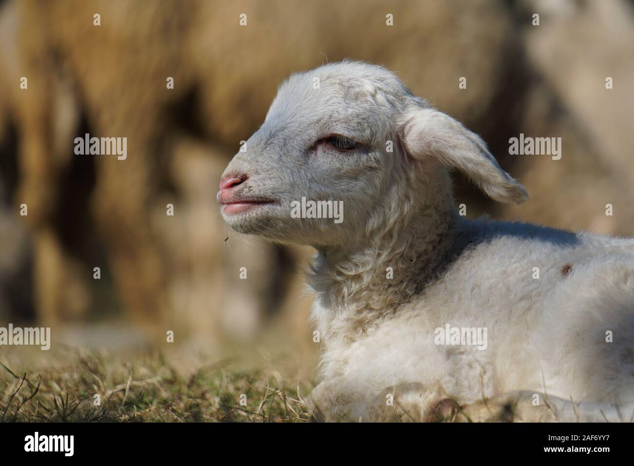 Abbacchio seduta sul campo Foto Stock