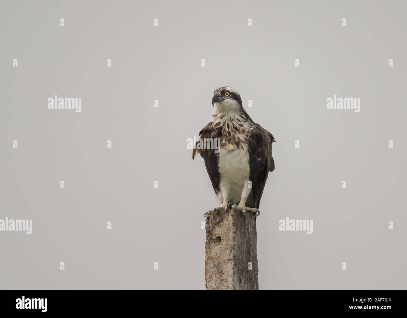 Un Osprey pronto al decollo con la caccia per il pesce presso i laghi di Bhigwan Foto Stock