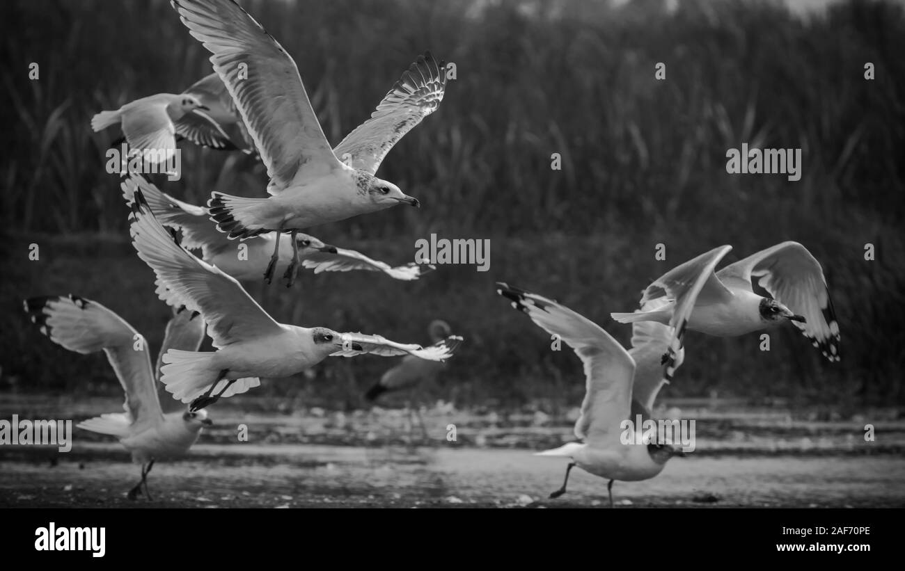 Indietro e white gregge di Pallas gull prendendo il largo nel lago di Bhigwan Foto Stock
