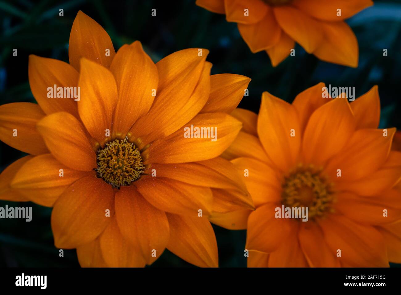 Un mazzetto di wild fiori arancione nella composizione a tenuta con il dettaglio dei petali del polline Foto Stock