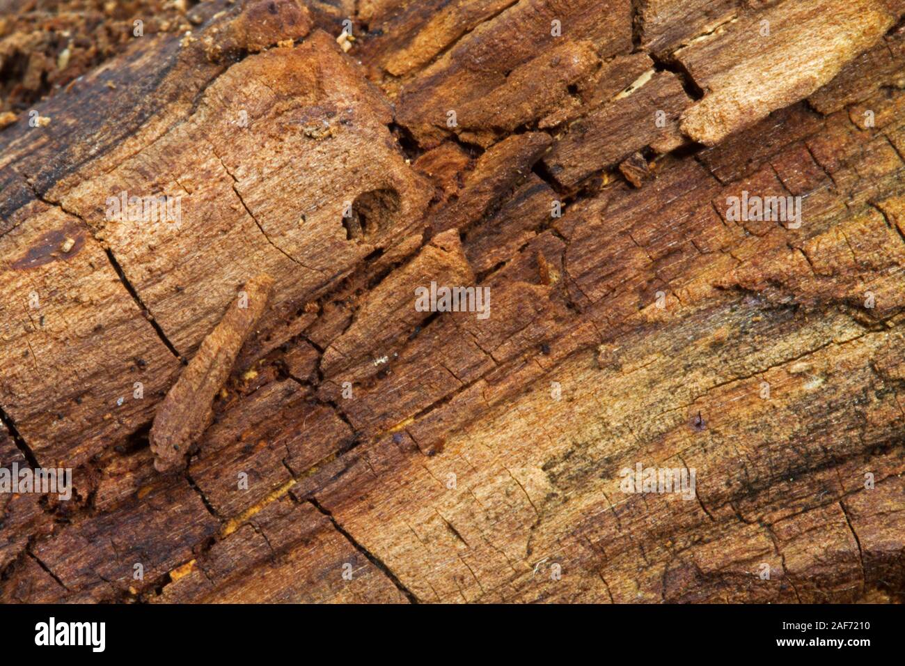 Il vecchio legno marcio di una betulla, close-up, sfondo naturale Foto Stock