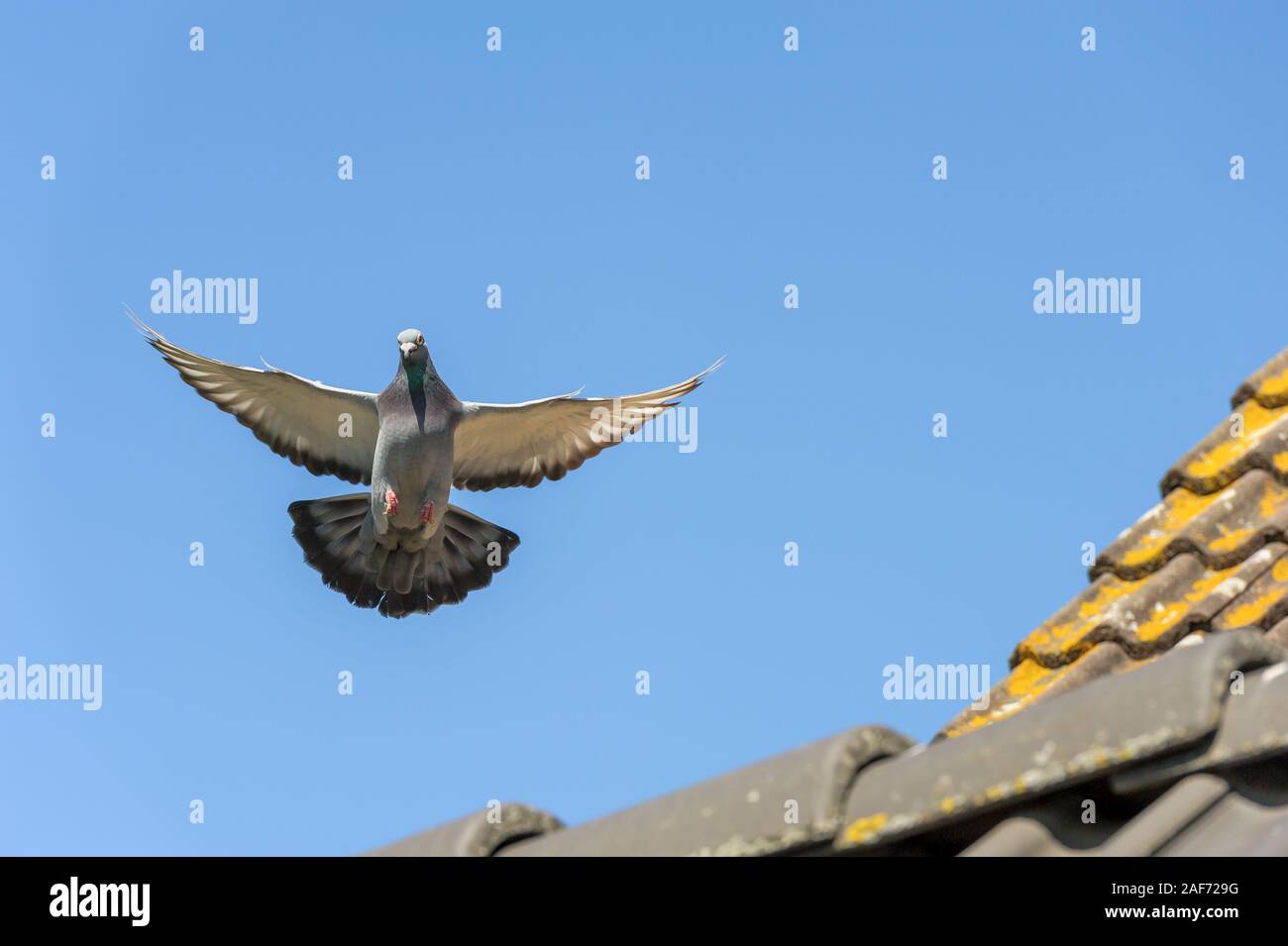 Il piccione viaggiatore vola nel cielo blu chiaro Foto Stock