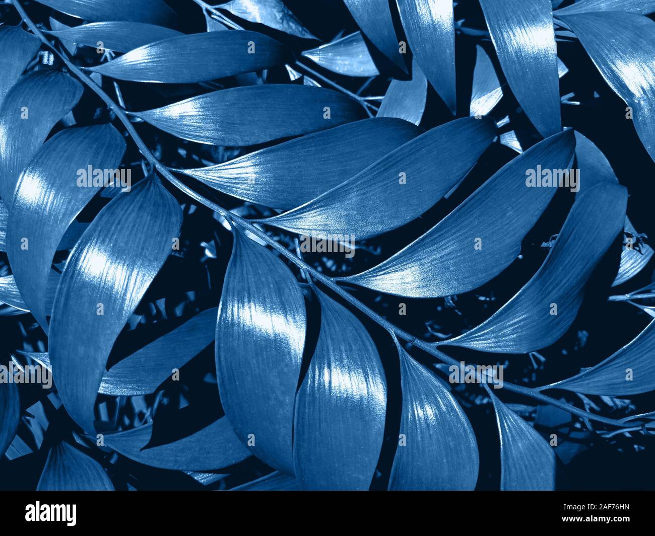 Creative e moody colore blu fogliame naturale foglia floral background texture. Tonica immagine. Foto Stock