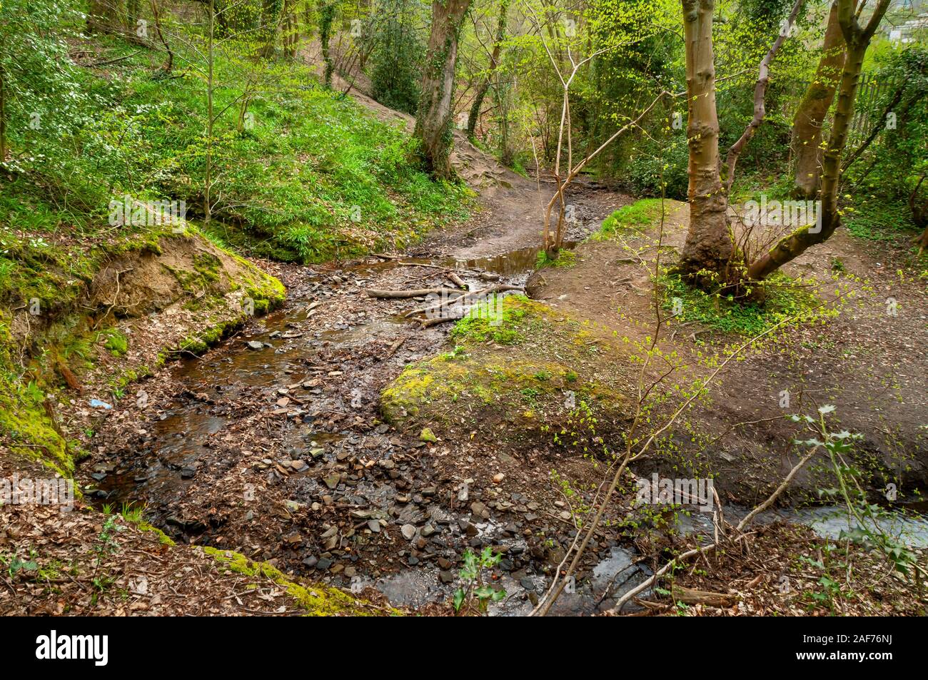 Ruscello meandro nel bosco di Carr Wood, Valle senza piombo, Sheffield. Foto Stock