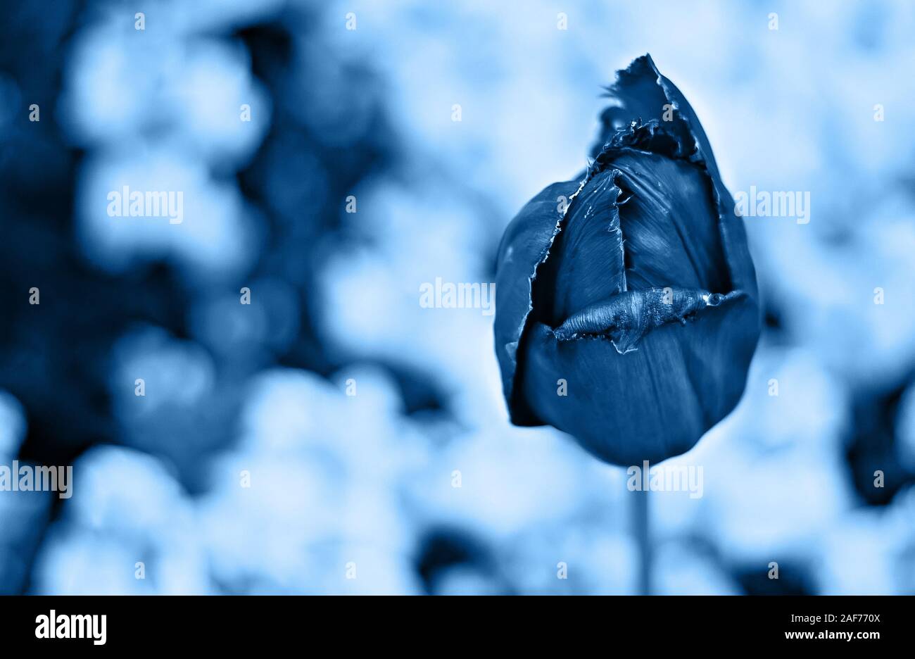 Tulip flower su un sfondo blured, colore blu tonica. Foto Stock