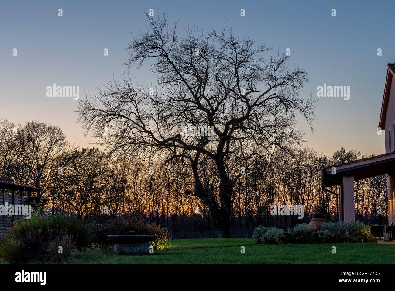 La silhouette di un bellissimo gelso si staglia contro il tramonto Cielo colorato Foto Stock