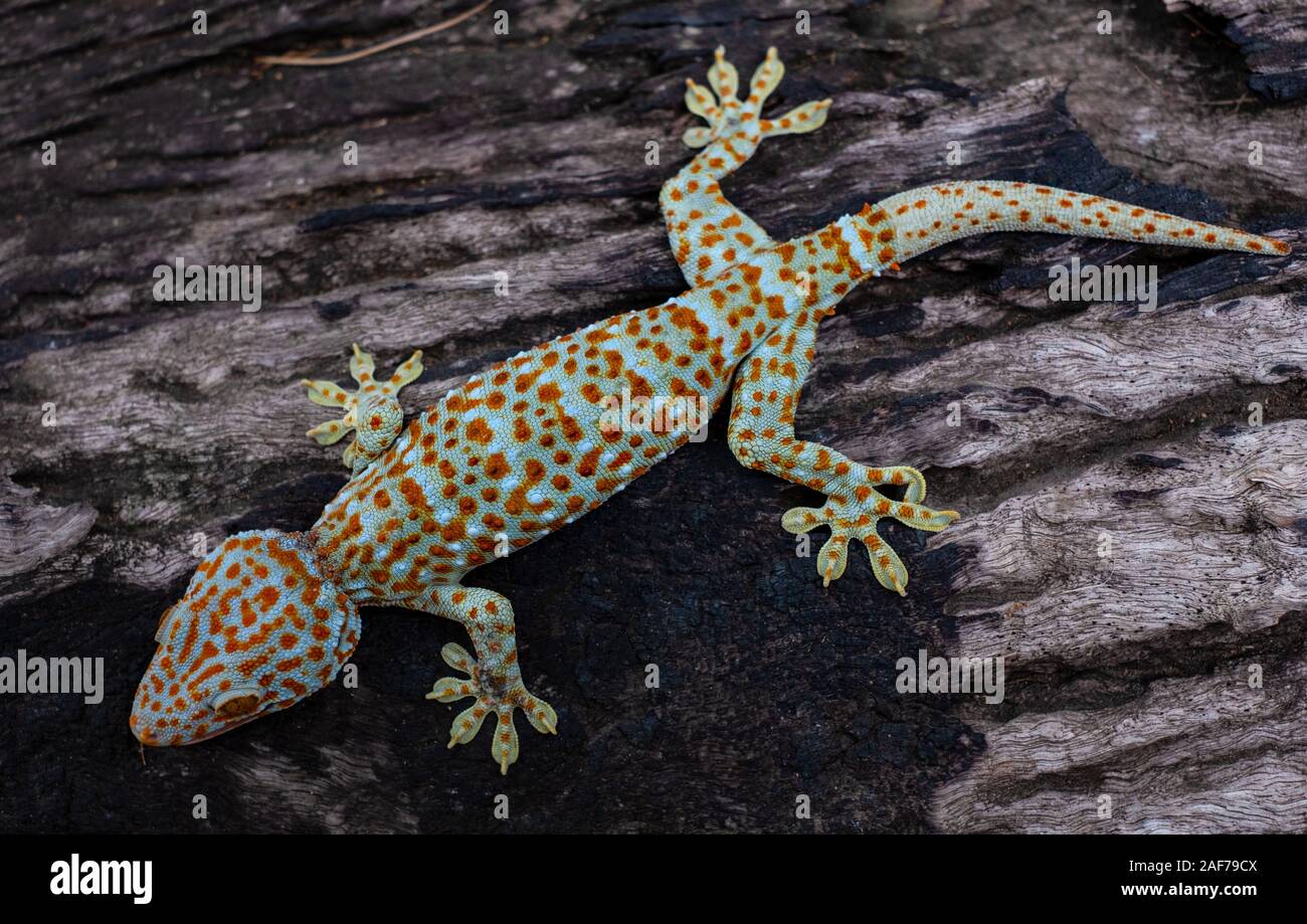 Vino di Tokay geco si aggrappa in uno sfondo di legno vecchio Foto Stock