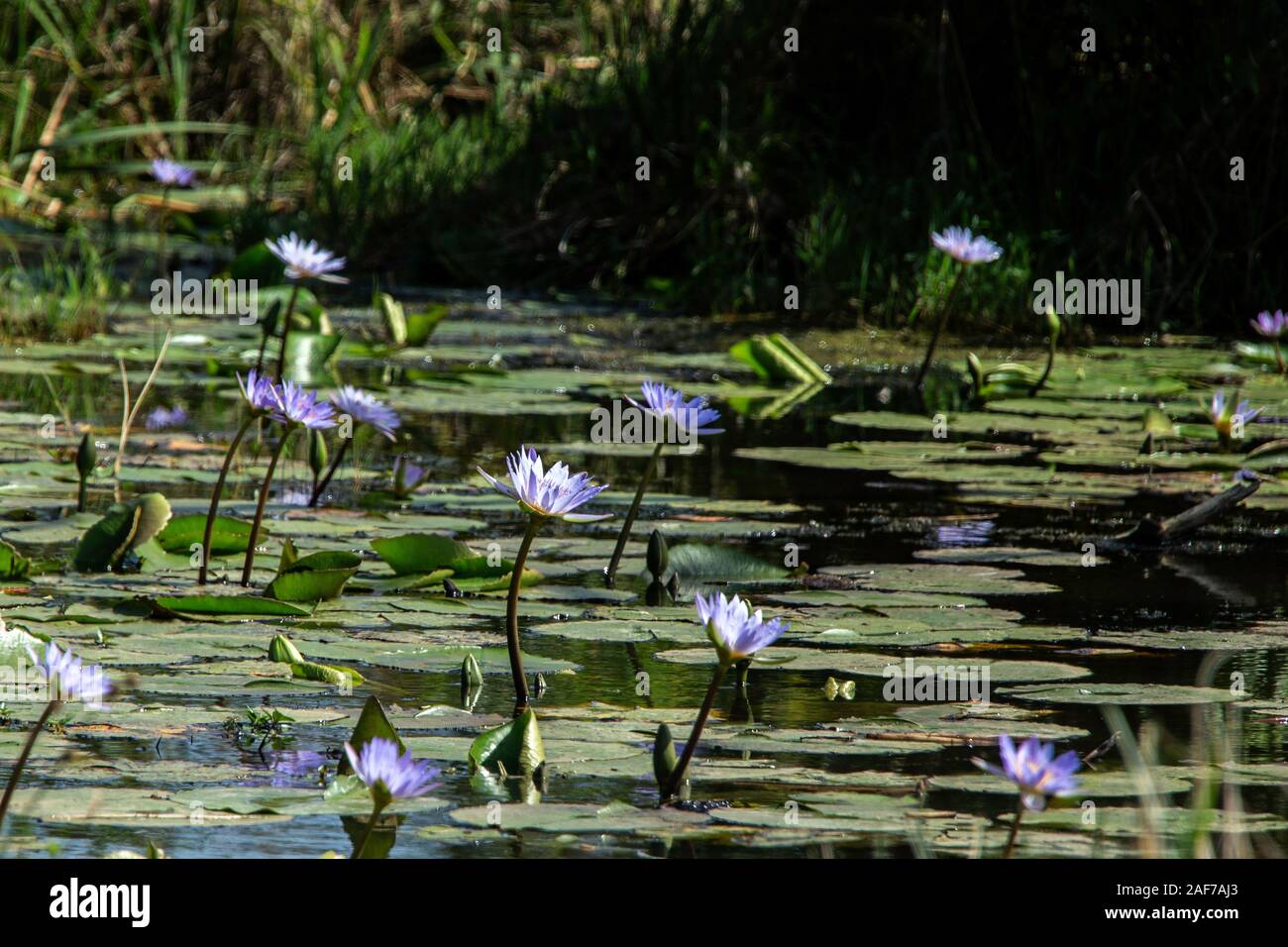 Blu, giorno, acqua lillies in iSimangaliso Wetland Park Foto Stock