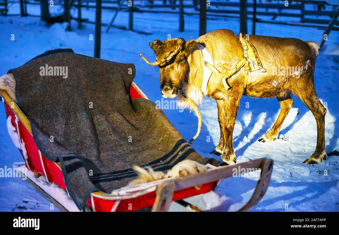 La renna e la slitta al safari notturno in Lapponia, Finlandia Foto Stock