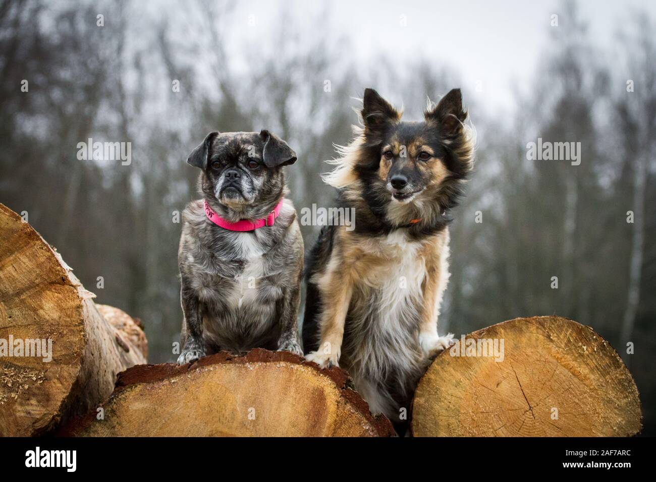 Due piccoli cani mix seduto su un palo di legno Foto Stock