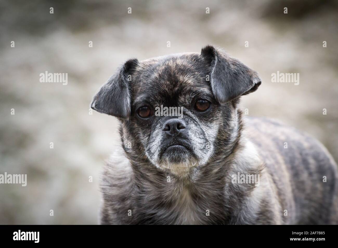 Ritratto di un brindle pug mix cane Foto Stock