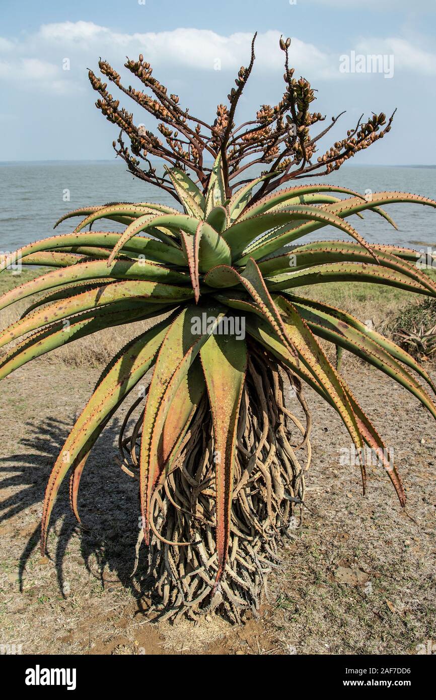 Aloe da shore A False Bay Kwa Zulu Natal, Foto Stock