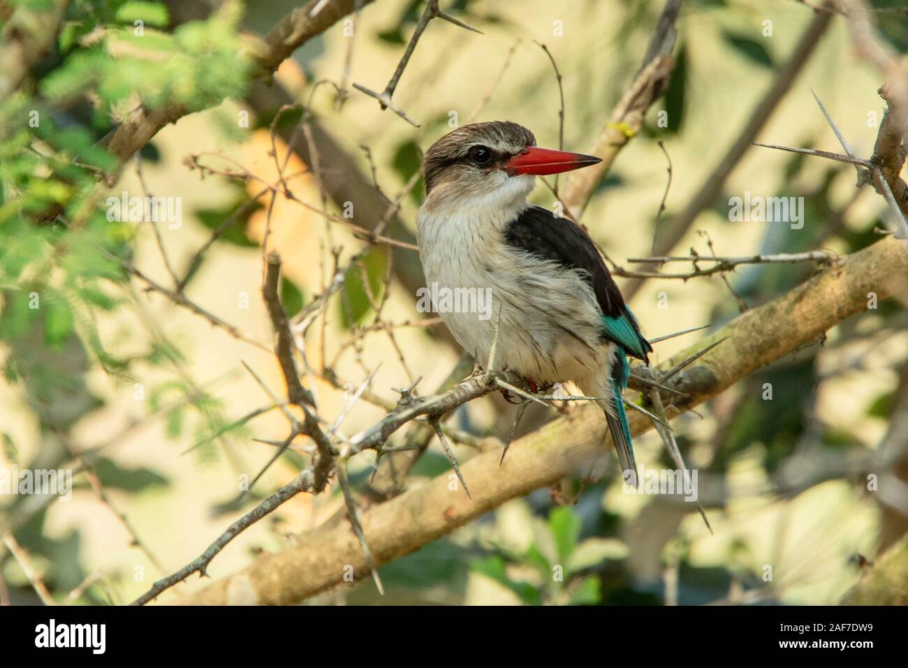 Brown Hooded Kingfisher (Halcyon albiventris) arroccato nella struttura ad albero nella baia di Sodwana potete, KZN Foto Stock