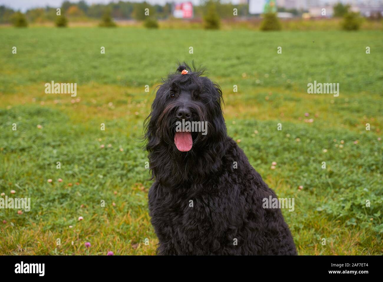 Grande Terrier di Zordan nero si siede sul campo in hat Foto Stock