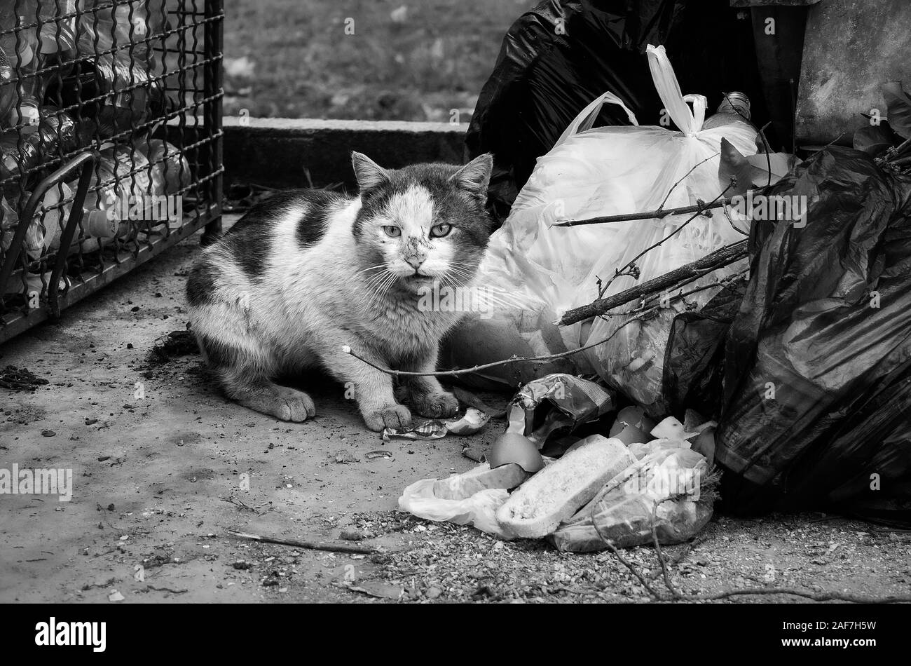 Abbandonato gatto di strada accanto al dumpster. Senzatetto gatto sporco in cerca di cibo in contenitore rifiuti. Concetto di crudeltà animale, immagine in bianco e nero. Foto Stock