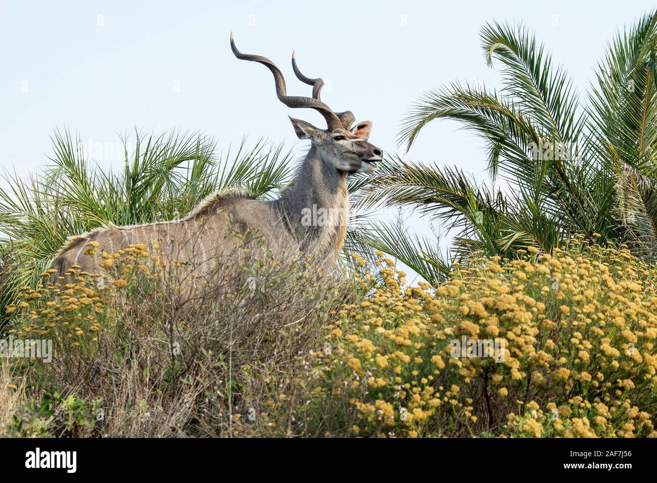 Orgogliosa Kudu maschio con belle corna sulla skyline con fiori gialli e foglie di palmo. Foto Stock