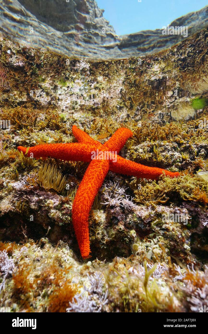 Un Mediterraneo di Red sea star, Echinaster sepositus, subacqueo al di sotto della superficie del mare Mediterraneo, Francia Foto Stock