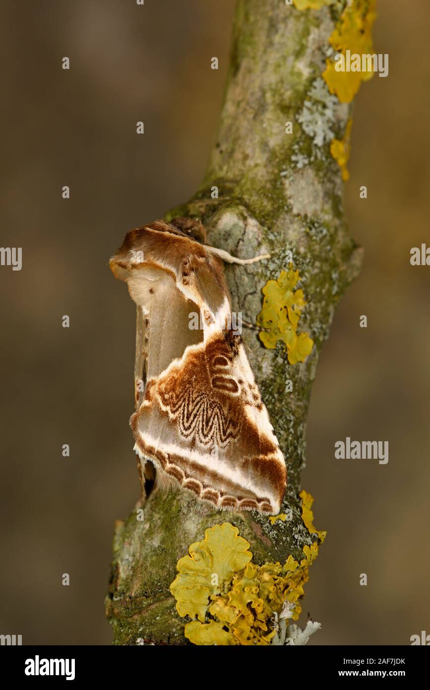 Buff archi Tarma (Habrosyne pyritoides) aggrappato a un ramo, il Galles, Luglio Foto Stock