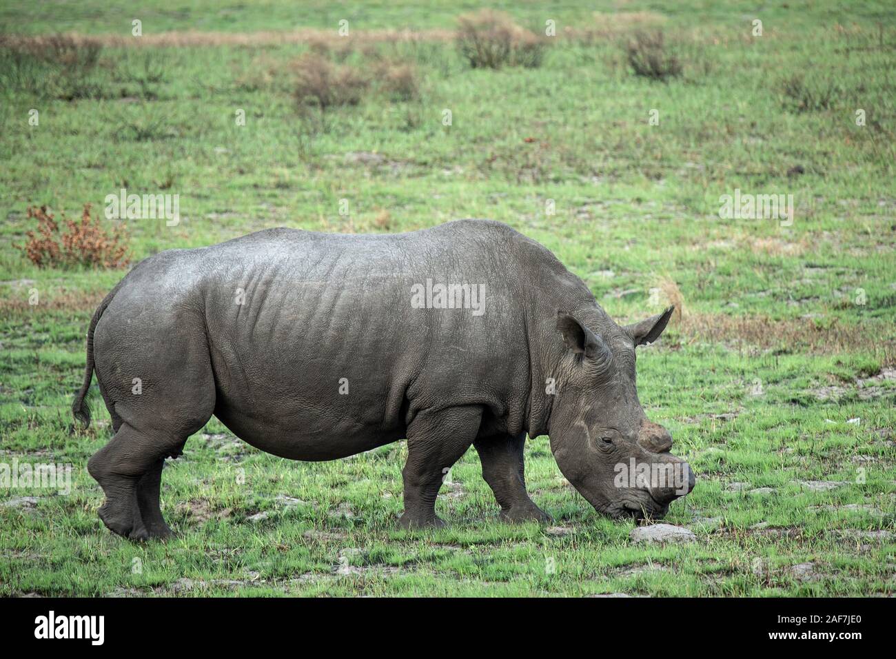 White Rhino pascolando nella iSimangaliso Wetland Park KZN. Foto Stock