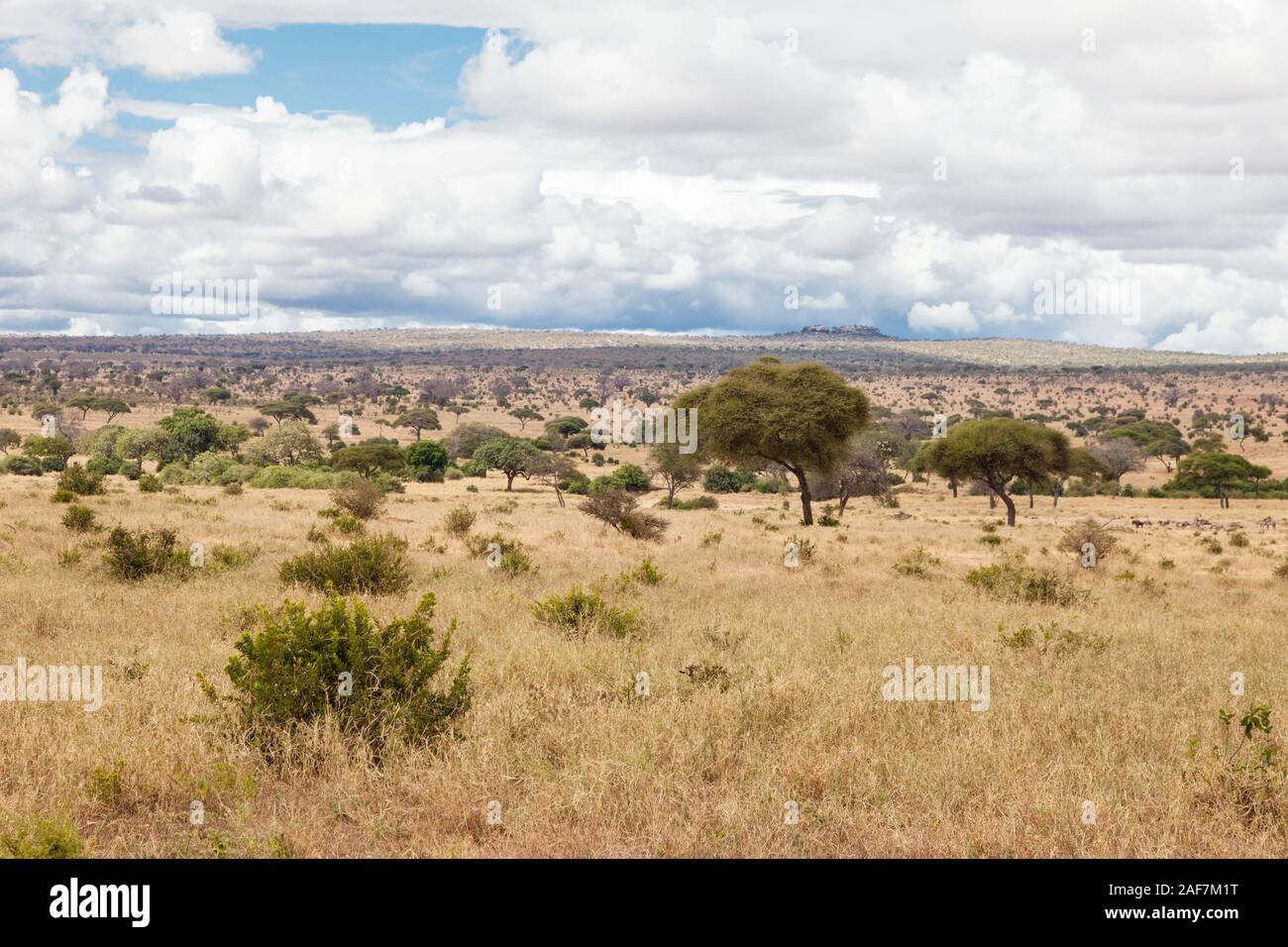 Tanzania. Parco Nazionale di Tarangire e. Foto Stock