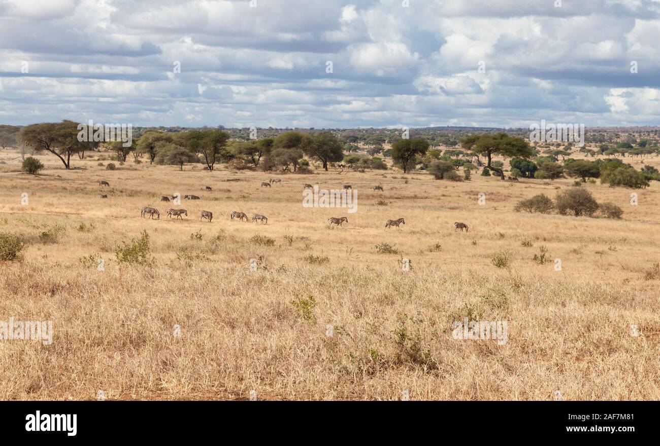 Tanzania. Parco Nazionale di Tarangire e. Vista panoramica con zebre nella stagione secca. Foto Stock
