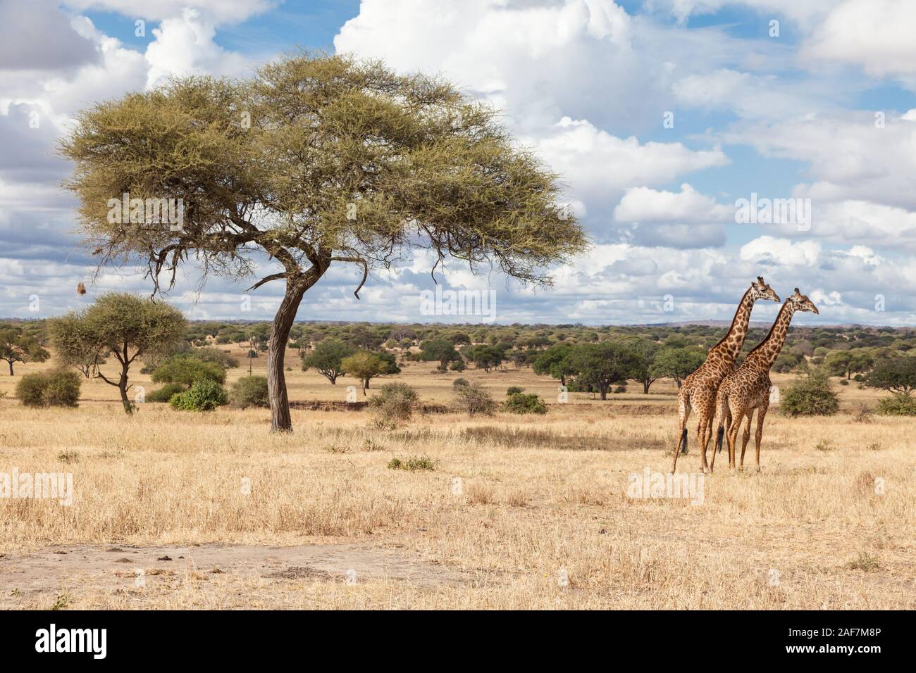 Tanzania. Parco Nazionale di Tarangire e. Vista panoramica, Acacia e giraffe. Foto Stock