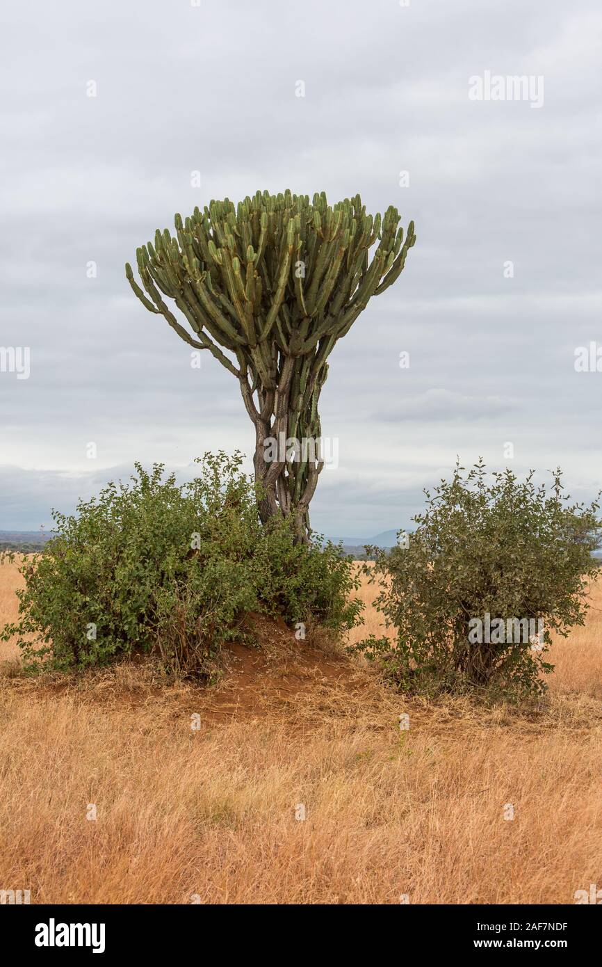 Tanzania. Parco Nazionale di Tarangire e candelabri, Tree (Euphorbia ingens). Foto Stock