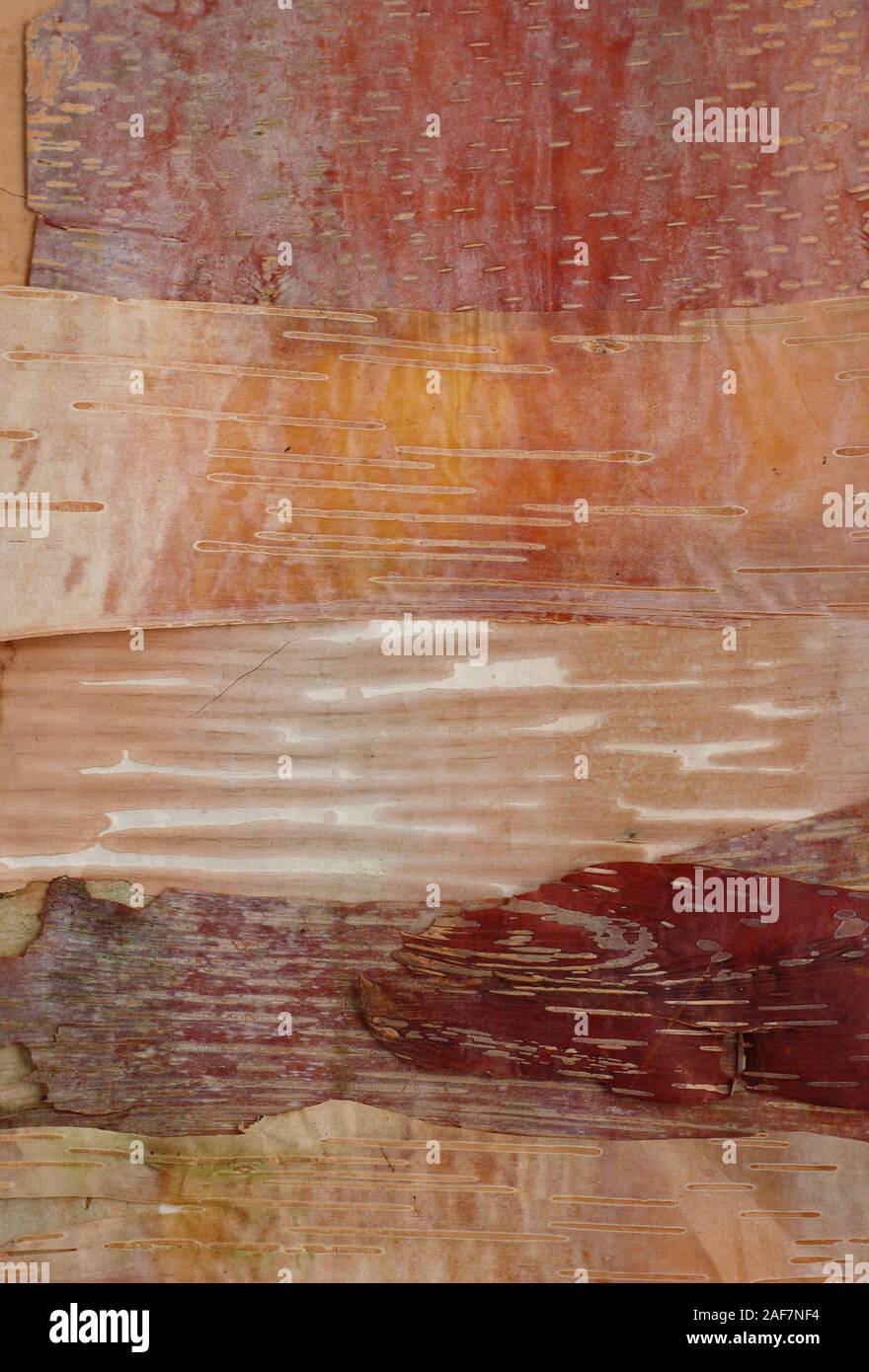 Betula. Montaggio di pelati cortecce di betulla dimostrando gamma di tonalità tra cultivar. Nella foto: panda rosso, Grayswood Hill, nepalesi arancione e Hergest. Foto Stock