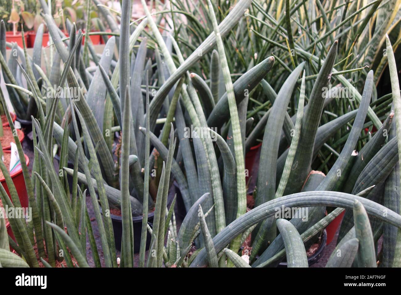 Gruppo di piante e di lunghe e strette foglie della pianta sansevieria  stuckyi Foto stock - Alamy