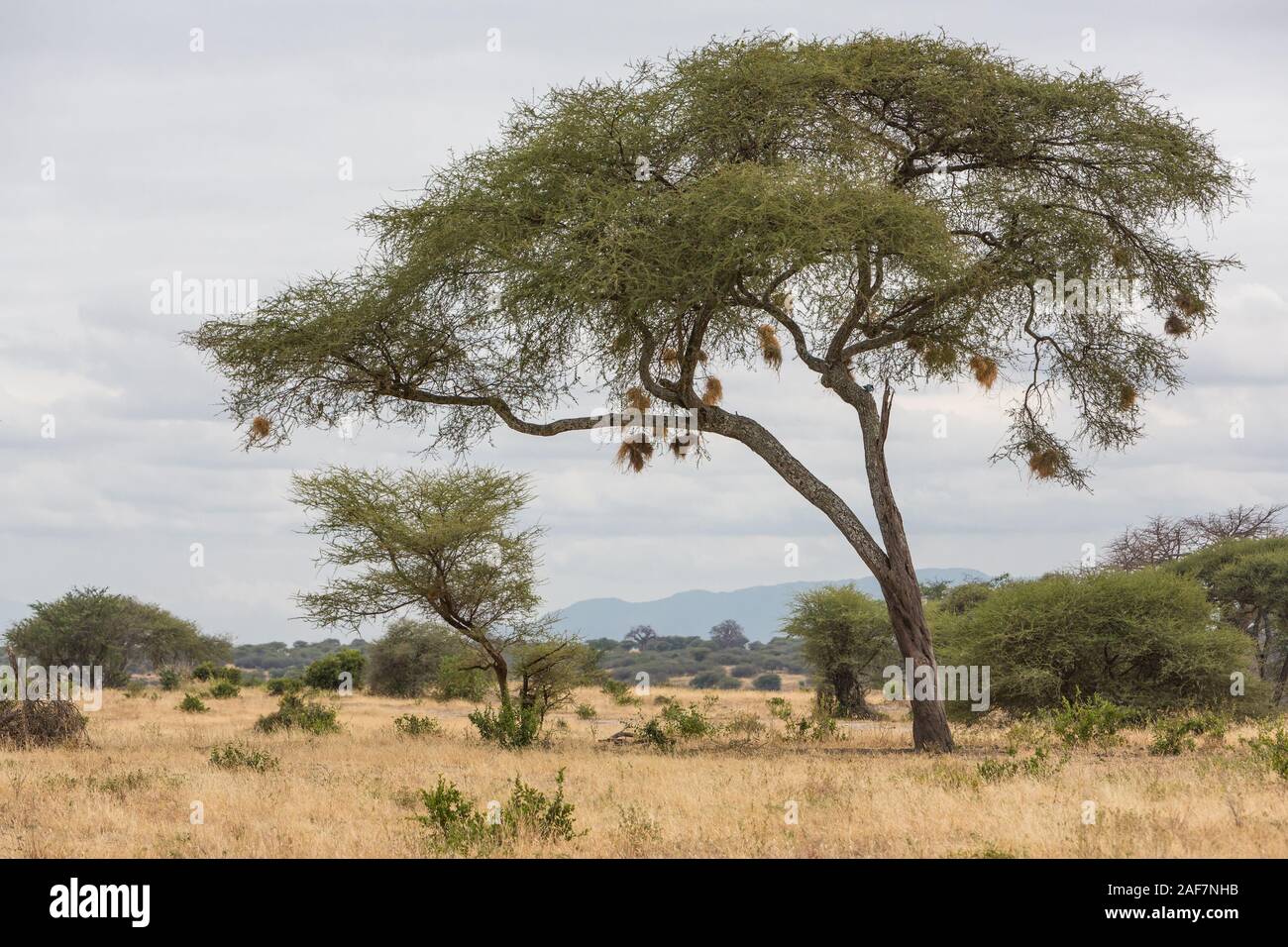 Tanzania. Parco Nazionale di Tarangire e paesaggi, Acacia con uccelli' nidi. Foto Stock