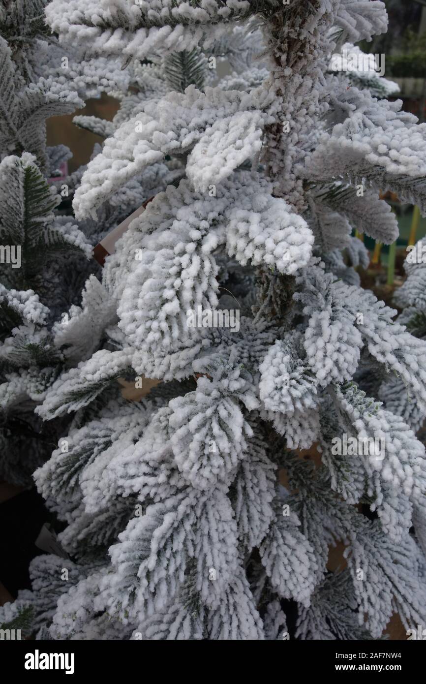 Macro di un piccolo falso albero di pino con foglie innevate. Foto Stock