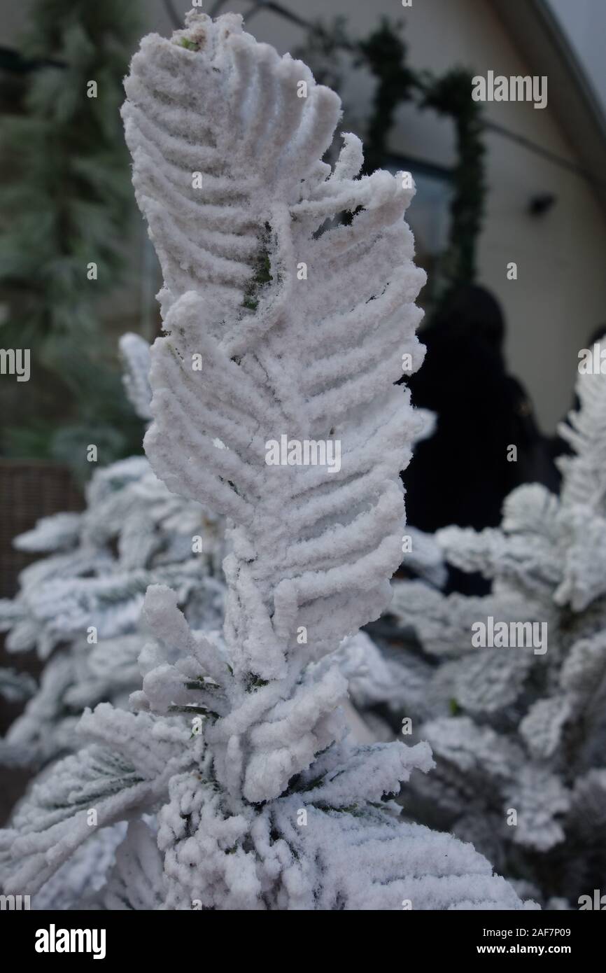 Macro di un piccolo falso albero di pino con foglie innevate. Foto Stock