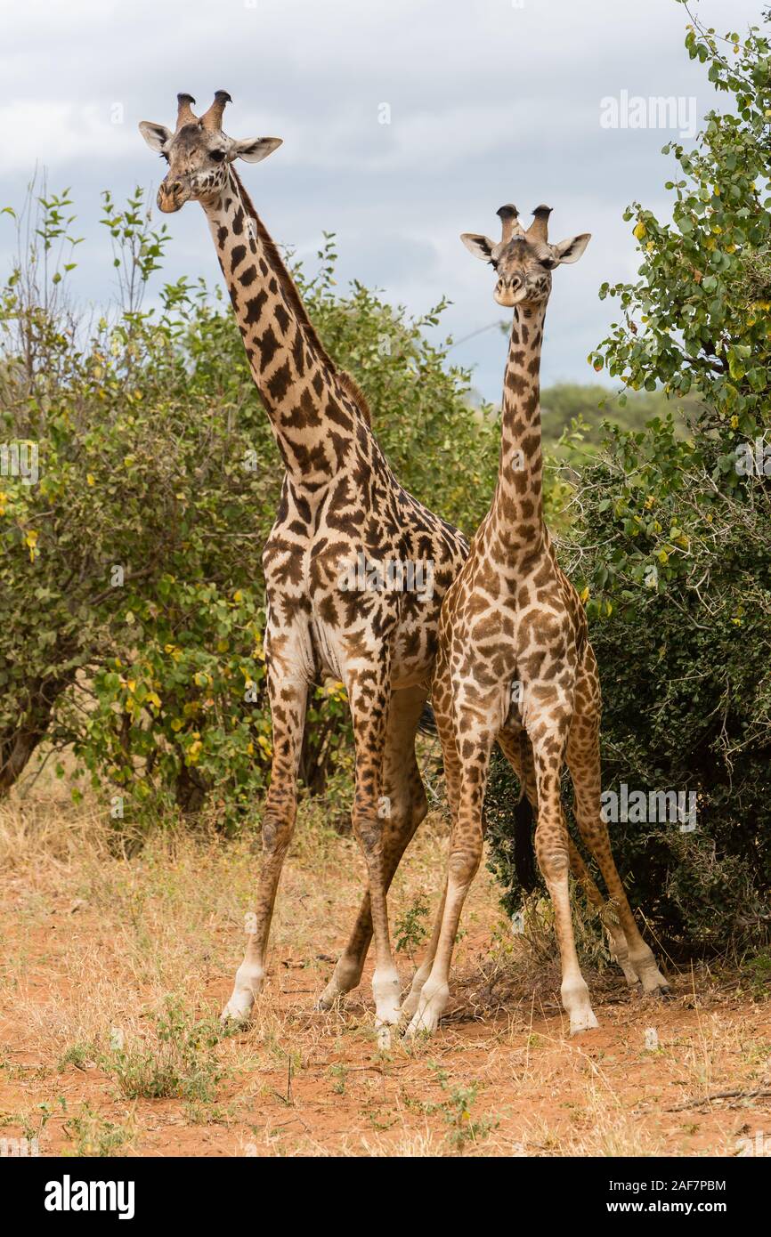 Tanzania. Due giovani adulte Maasai giraffe. Parco Nazionale di Tarangire e. Foto Stock