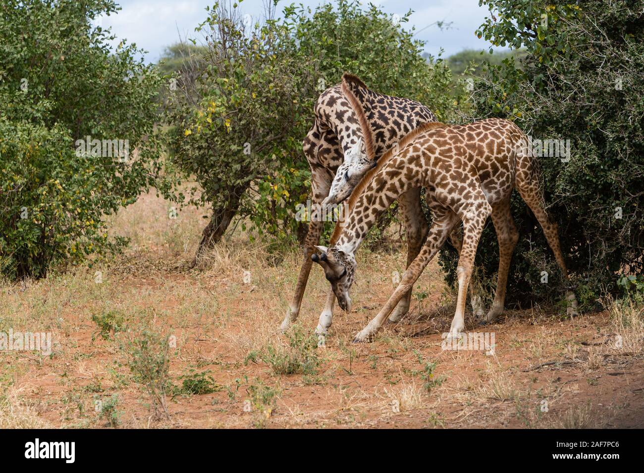 Tanzania. Maasai Giraffe combattimenti. Parco Nazionale di Tarangire e. Foto Stock