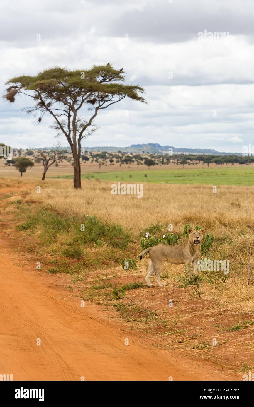 Tanzania. Parco Nazionale di Tarangire e. Giovane Maschio Lion chiamando per altri membri del suo gruppo familiare. Foto Stock
