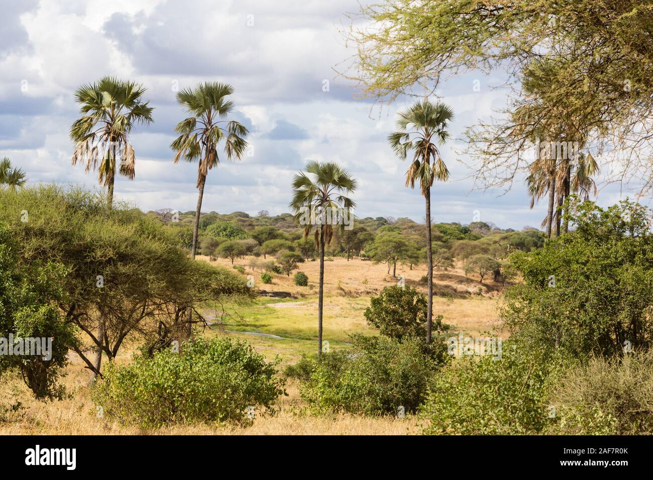 Tanzania. Parco Nazionale di Tarangire e. Paesaggio panoramico con Doum Palms (Hyphaene compressa). Foto Stock