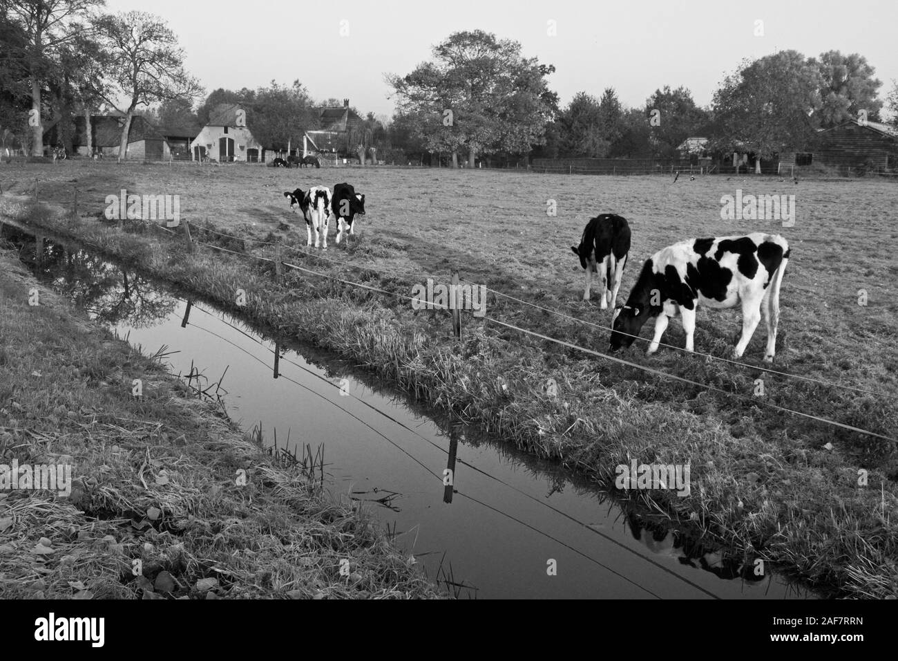 Il frisone bovini di razza Holstein nel campo Foto Stock